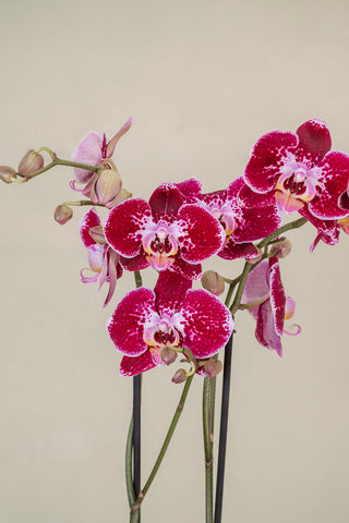 ORQUÍDEA Y MELOCOTÓN