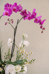 ORQUÍDEA MANZANILLA