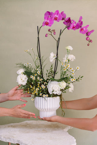 ORQUÍDEA MANZANILLA