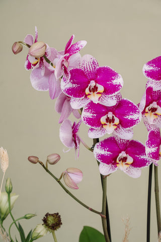 JARDÍN DE ORQUÍDEA